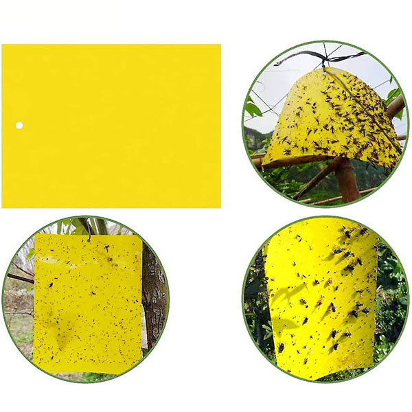 Set 10 Miếng dán bẫy ruồi vàng