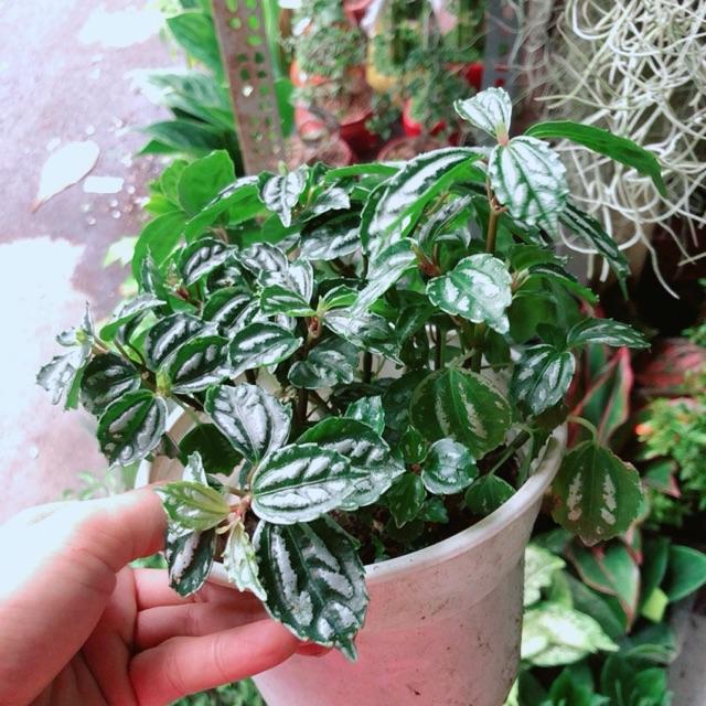 Cây Lá Dưa Hấu