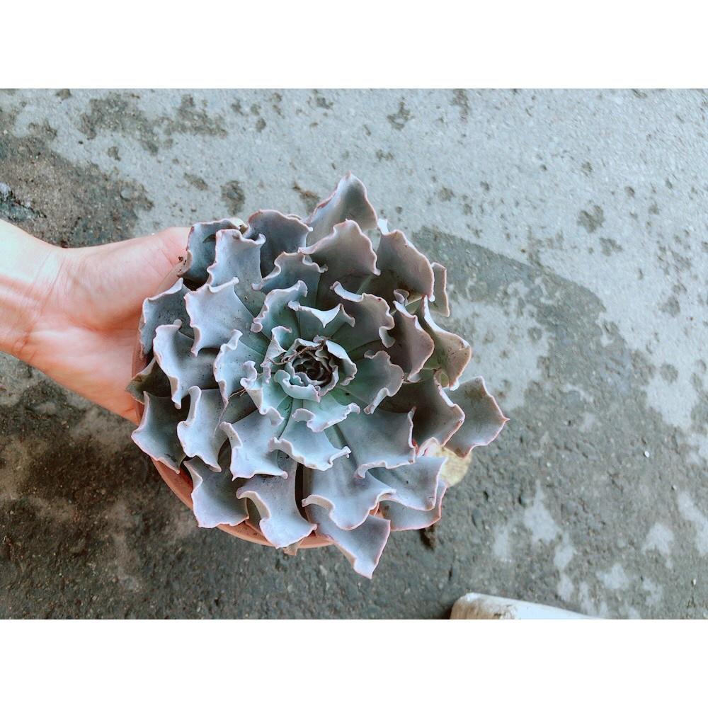 Chậu Sen Đá Bắp Cải Tím