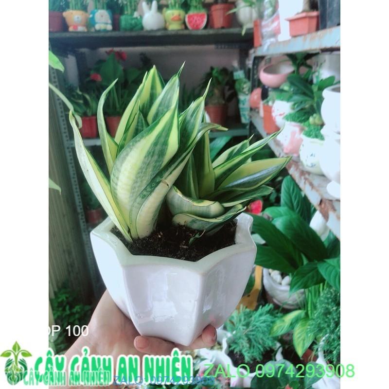 Chậu Lưỡi Hổ Thái Vàng