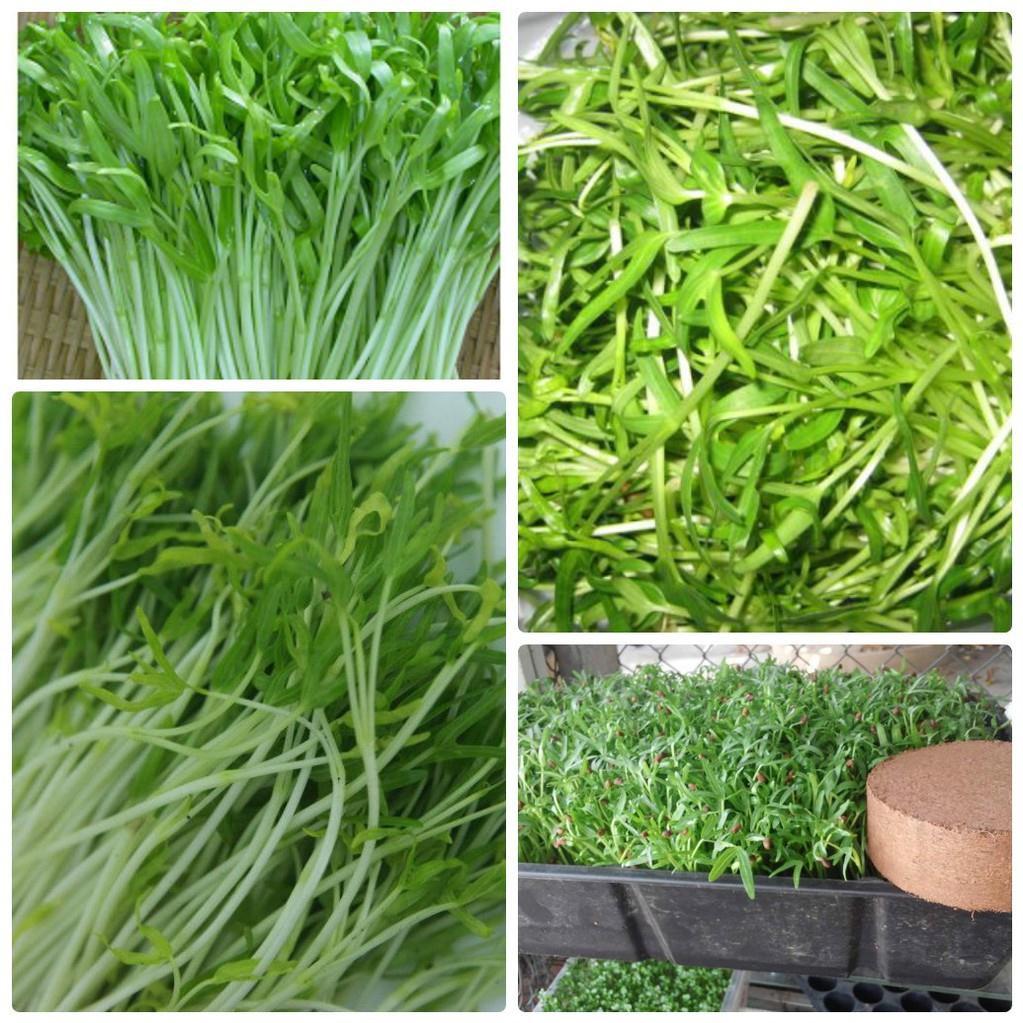 Hạt Giống Mầm Rau Muống 100 Gam
