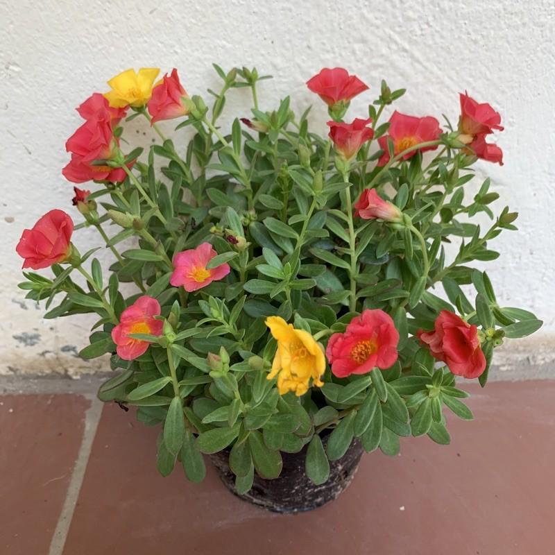 Cây hoa sam thân bò cực xum xuê, cây hoa cảnh rất dễ trồng và phát triển khoẻ mạnh, trồng trang trí sân vườn, bồn cây