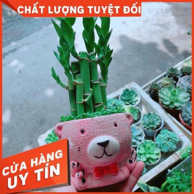 Chậu Trúc Phát Tài Gấu Hồng