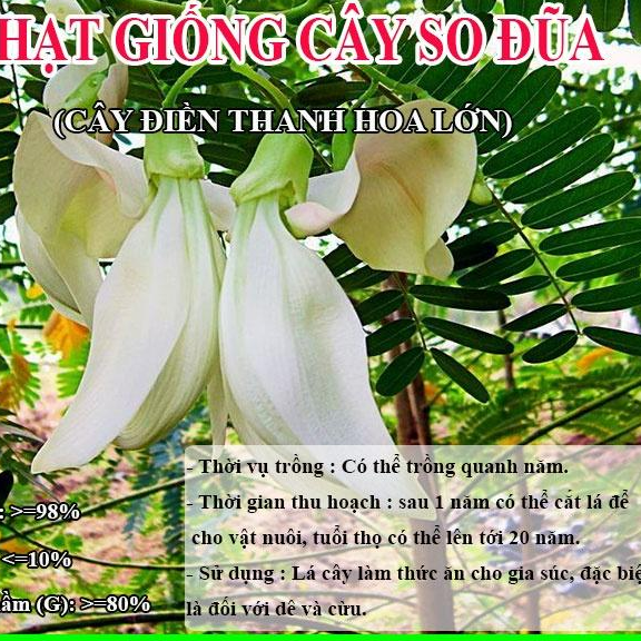 Hạt Giống Cây So Đũa – Điền Thanh Hoa Lớn - Cỏ Chăn Nuôi - Hạt Giống Cỏ Chăn Nuôi động vật.