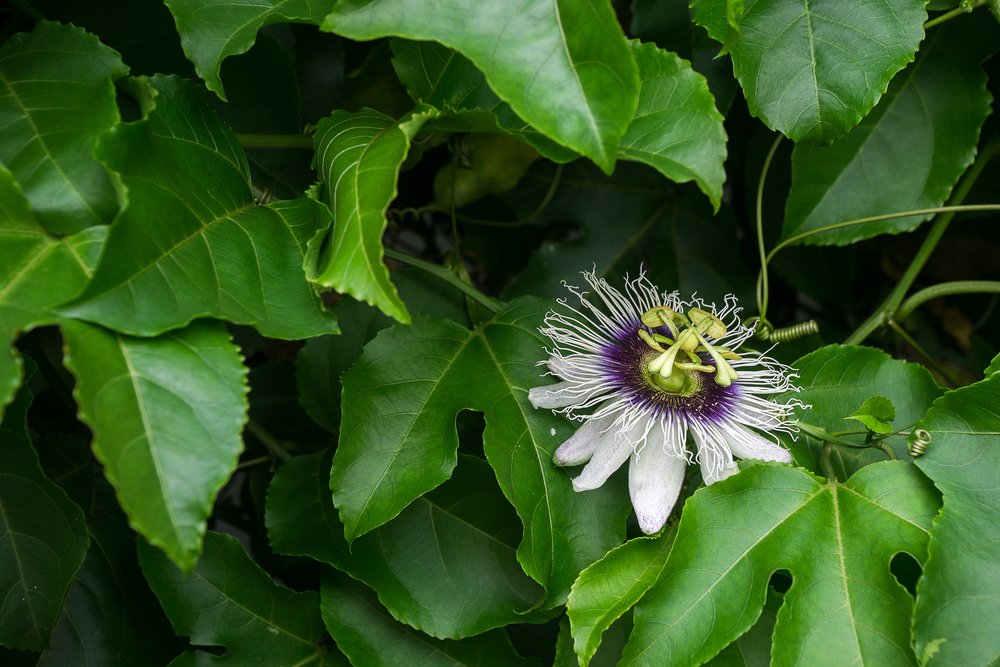 50 Hạt giống cây chùm bao