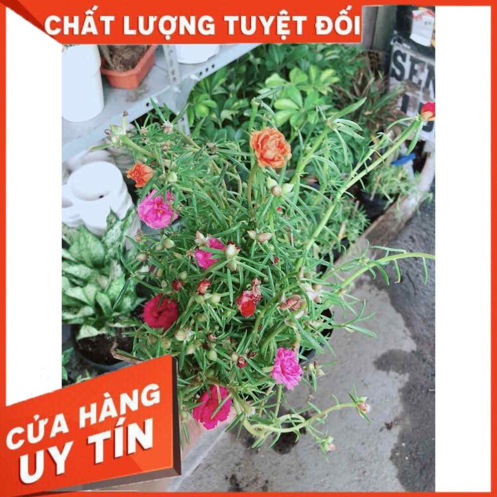 Hoa mười giờ mỹ Nhiều Người Mua