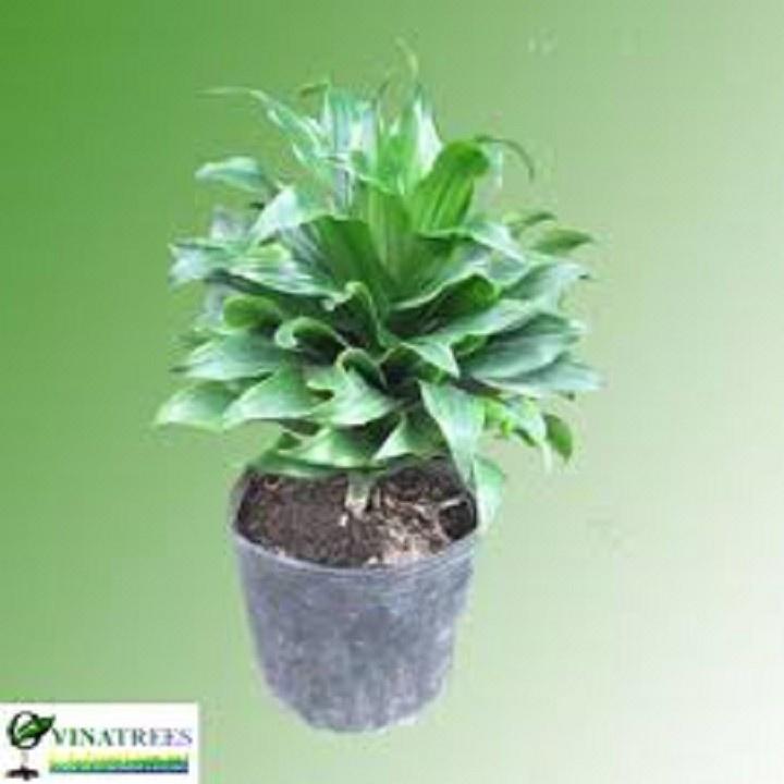 CHẬU CÂY PHÁT TÀI NAM MỸ