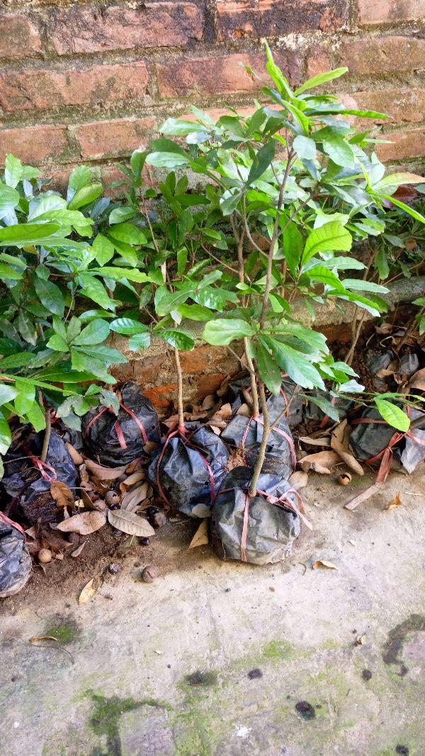 Cây thần kỳ cây đẹp chuẩn giống