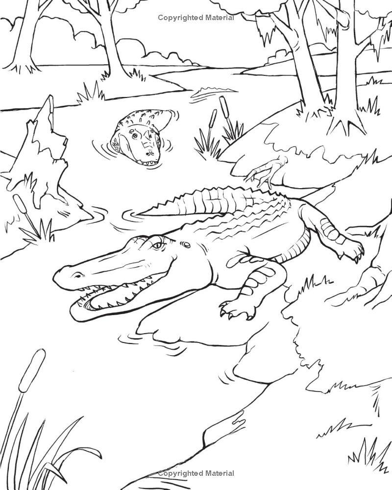 Sách ngoại văn: Wild Animal Book For Kids