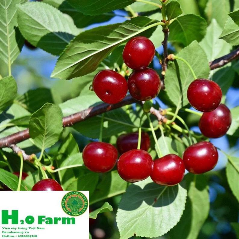 Cây cherry nhập khẩu chịu nhiệt + Tặng 01 cây dâu da đất ( bòn bon)