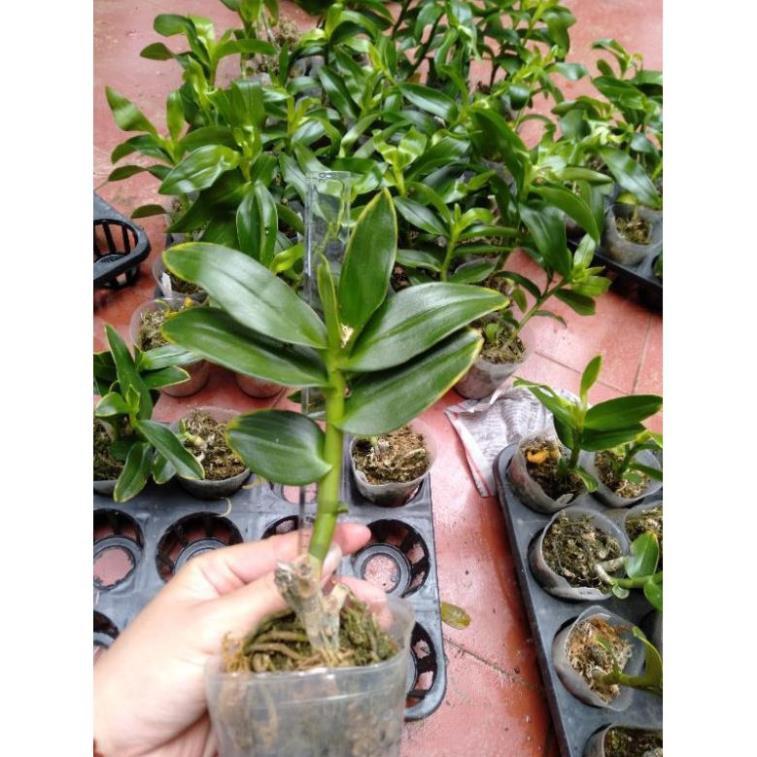 Hoa phong lan trầm lá biên vàng