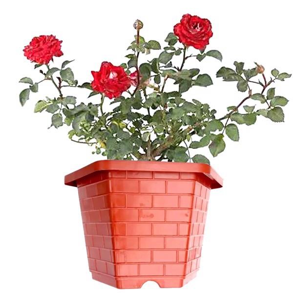 Chậu trồng hoa hồng cây cảnh trồng rau, Chậu nhựa trồng cây treo ban công trong nhà rộng 25-35cm giá rẻ hàng loại 1