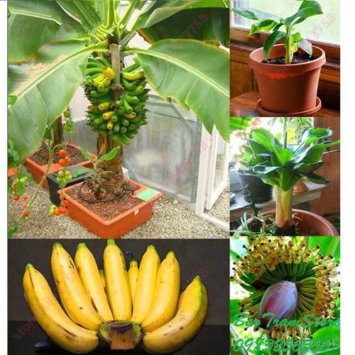 Cây cây giống chuối mini 5 tháng cho trái - Cây Giống Nhập Khẩu