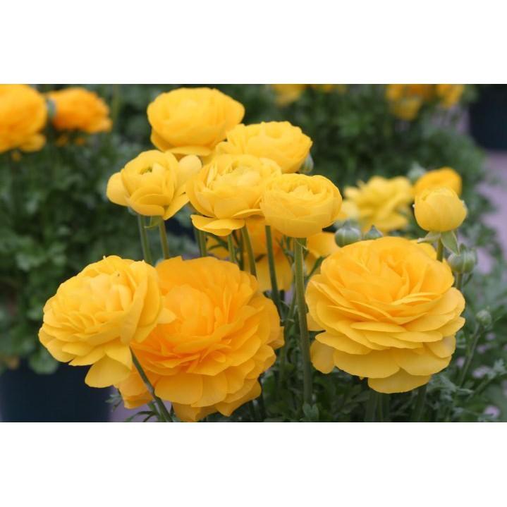 Củ hoa hoa hồng mao lương vàng đậm