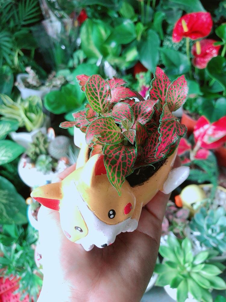 Chậu Cây Cẩm Nhung Đỏ