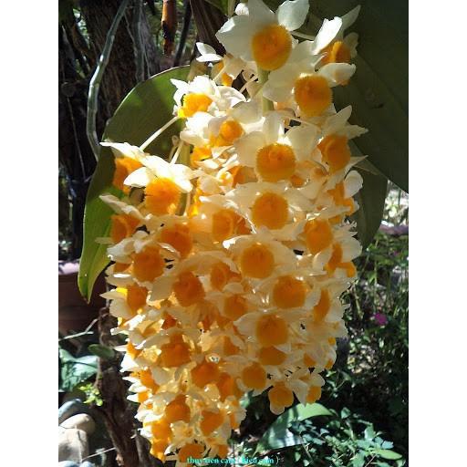 1 chậu hoa lan KIỀU CAM  hàng rừng TÂY BẮC thuần chậu siêu to, hoa siêu đẹp