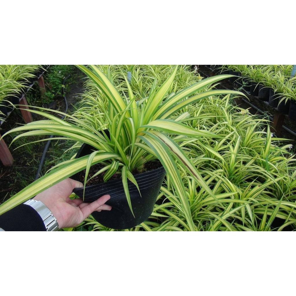 CÂY GIỒNG DỨA VẠN PHÁT - CÂY PHONG THỦY. *