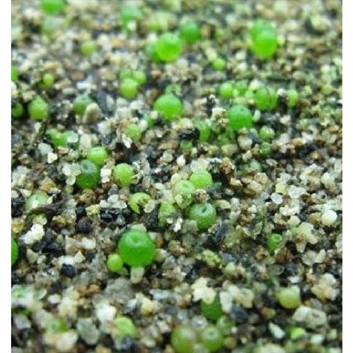 Combo 2 gói Hạt giống cỏ tai thỏ mix màu-gói 50 hạt/tặng kèm gói phân bón lót