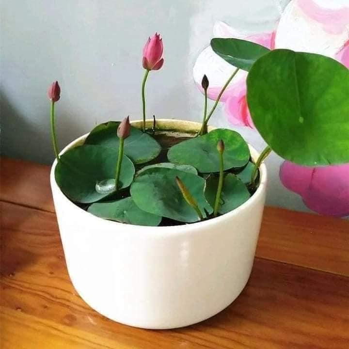 GÓI 10 HẠT GIỐNG SEN NHẬT MINI THUẦN CHỦNG NHIỀU MÀU