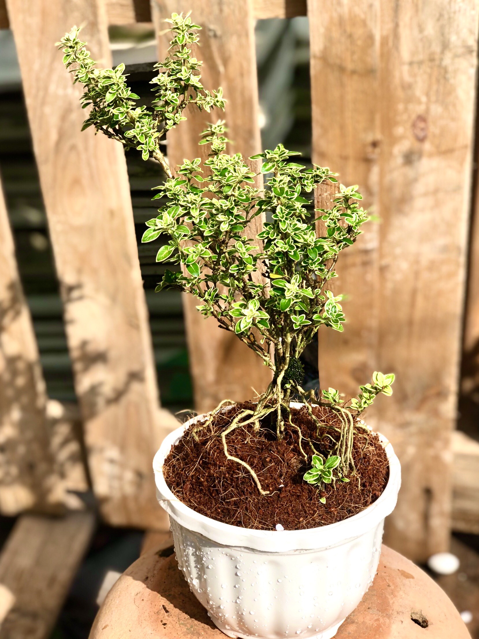 Chậu cây Bạch Tuyết Mai