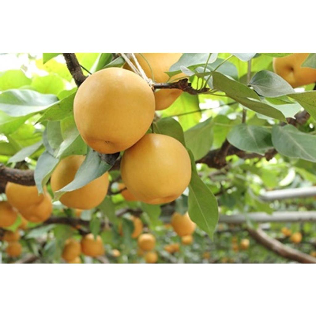 CÂY GIỐNG LÊ VÀNG quả to SIÊU TRÁI.