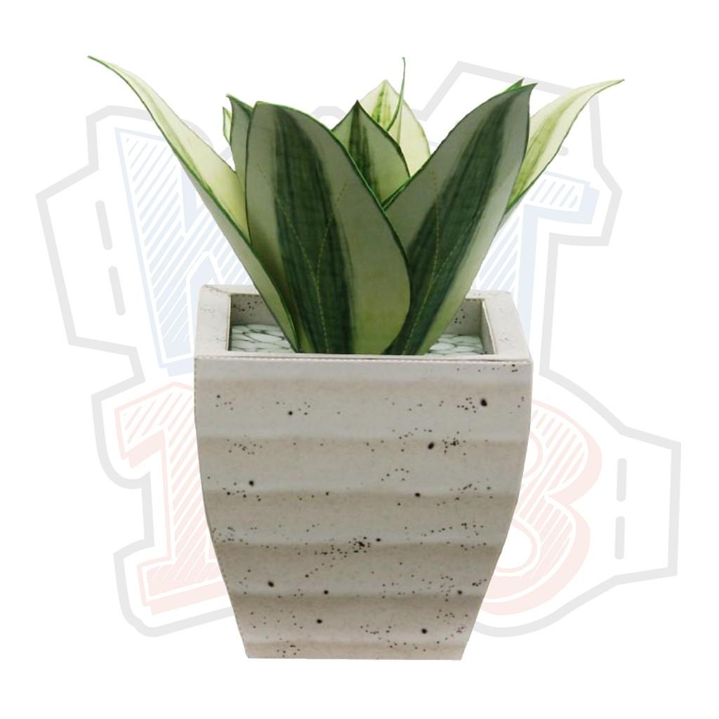 Mô hình giấy Cây Cảnh Sansevieria Golden Hahnii