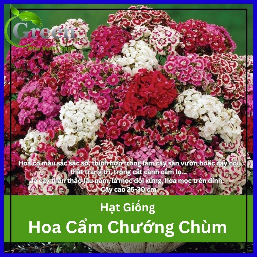 Hạt giống hoa cẩm chướng chùm - gói 100 hạt