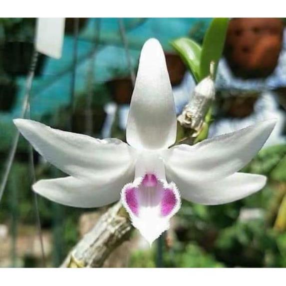 Hoa phong lan -5ct gái nhảy