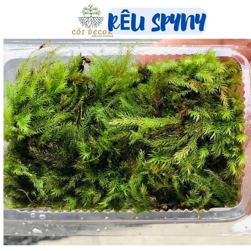 Rêu Spiny, rêu đuôi sóc set bể terrarium, bán cạn