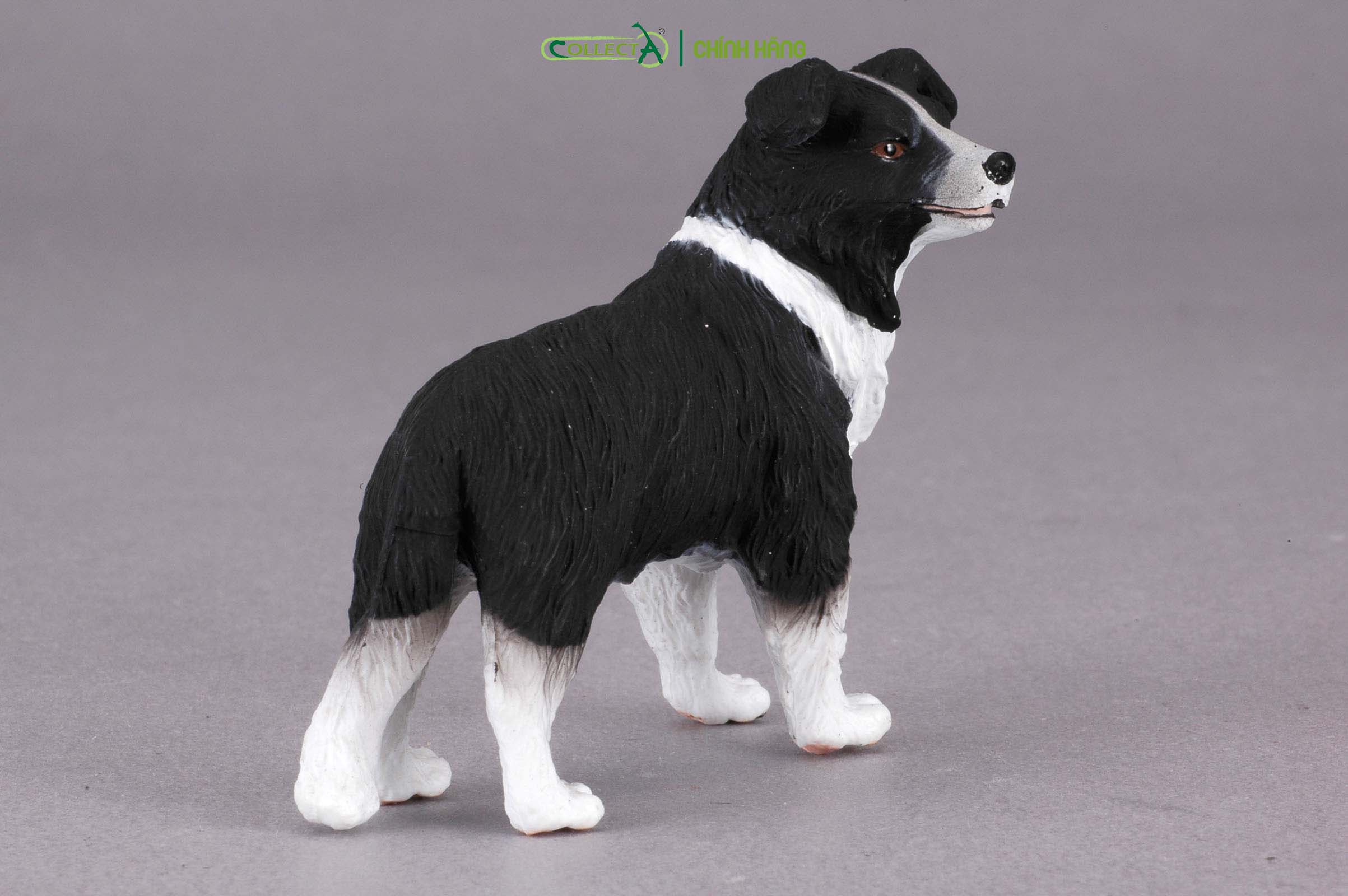 Mô hình thu nhỏ: Chó Collie - Border Collie, hiệu: CollectA, mã HS 9650020[88010] -  Chất liệu an toàn cho trẻ - Hàng chính hãng