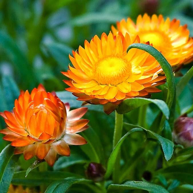 Hạt giống hoa cúc bất tử