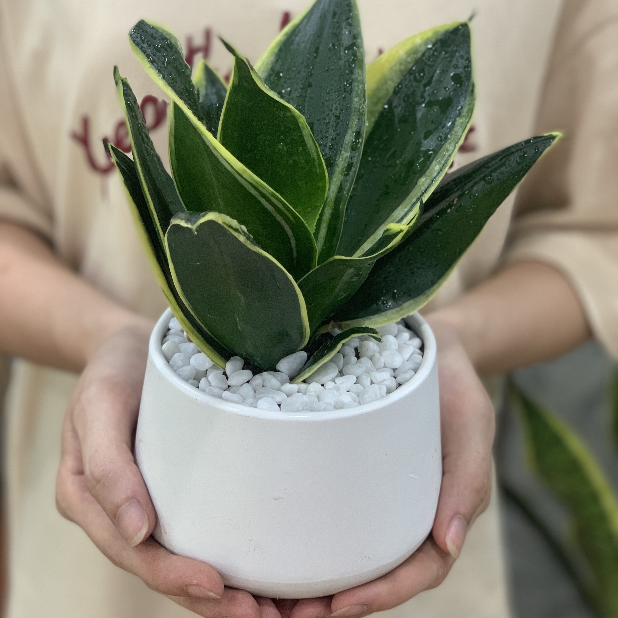 Cây Lưỡi Hổ Thái để bàn