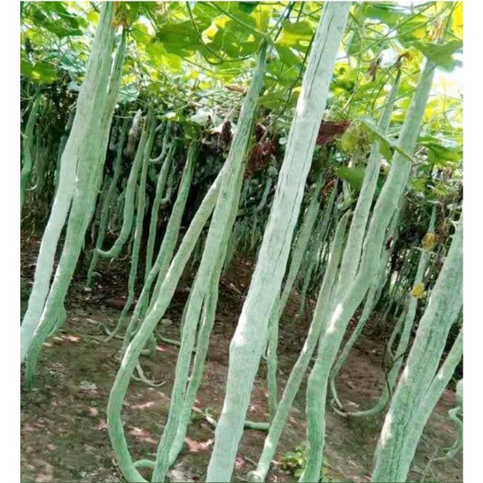 Hạt giống mướp rắn siêu dài -gói 5 hạt/tặng kèm gói phân bón lót