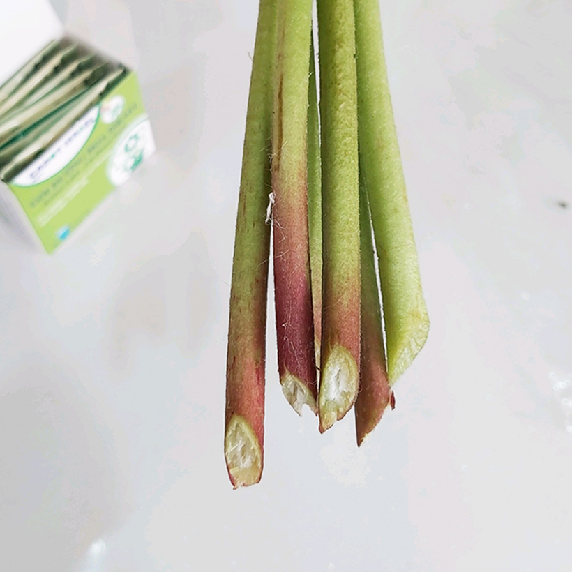 Bột Cắm Hoa Lily Tươi Lâu, Hiệu Longlife nhập khẩu Isarel