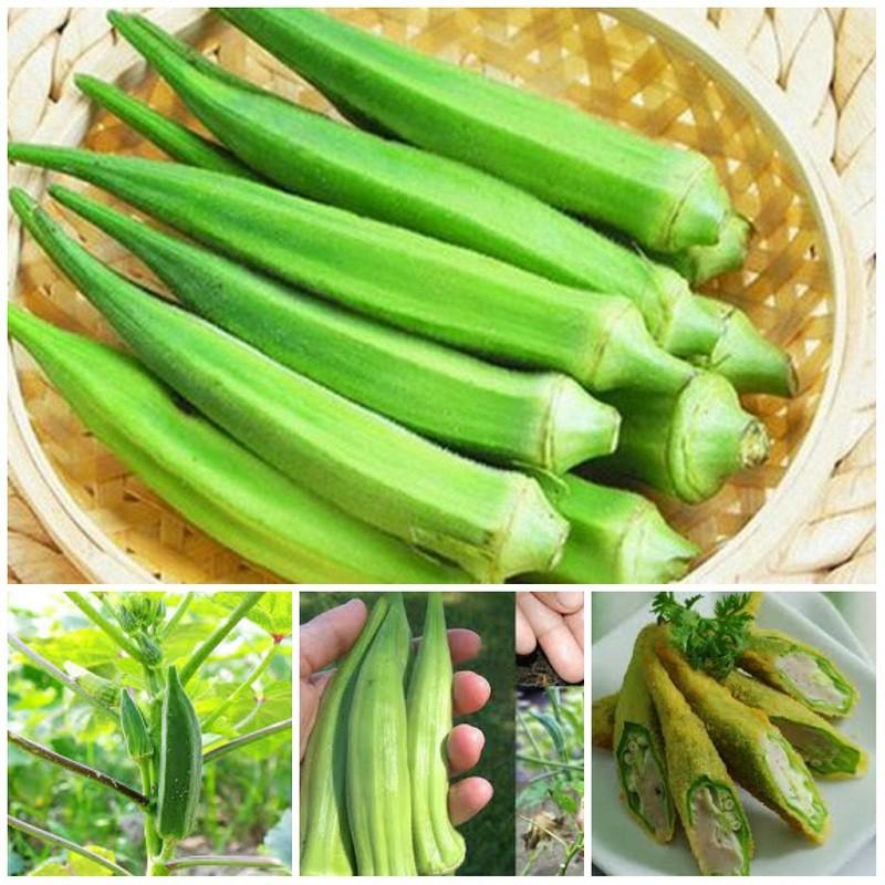 Hạt Giống Đậu Bắp 5 Cạnh Trái Trắng Cây Lùn - Phú Nông Seeds - Gói 10g