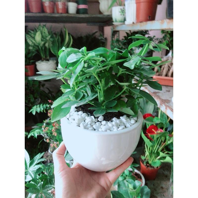 Chậu Ngũ Gia Bì Để Bàn