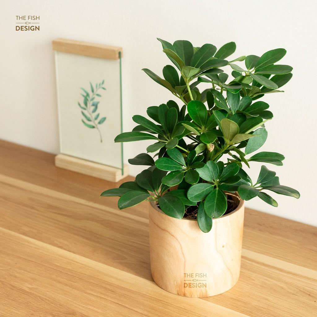 Chậu cây ngũ gia bì giúp ổn định tài vận, giữ được tiền tài, có tác dụng đuổi muỗi, hợp với người mệnh Mộc | size L | The Fish Design