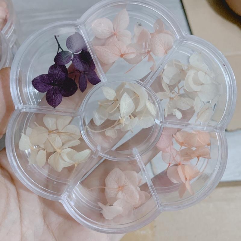 Hoa khô omber ẩn gel, hoa khô cánh to
