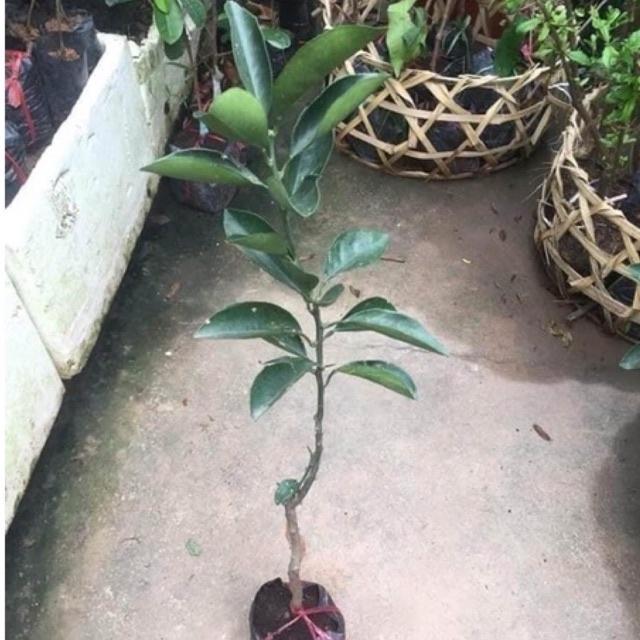 Cây cam Cara ruột đỏ không hạt Mỹ quả to siêu ngọt, dễ trồng