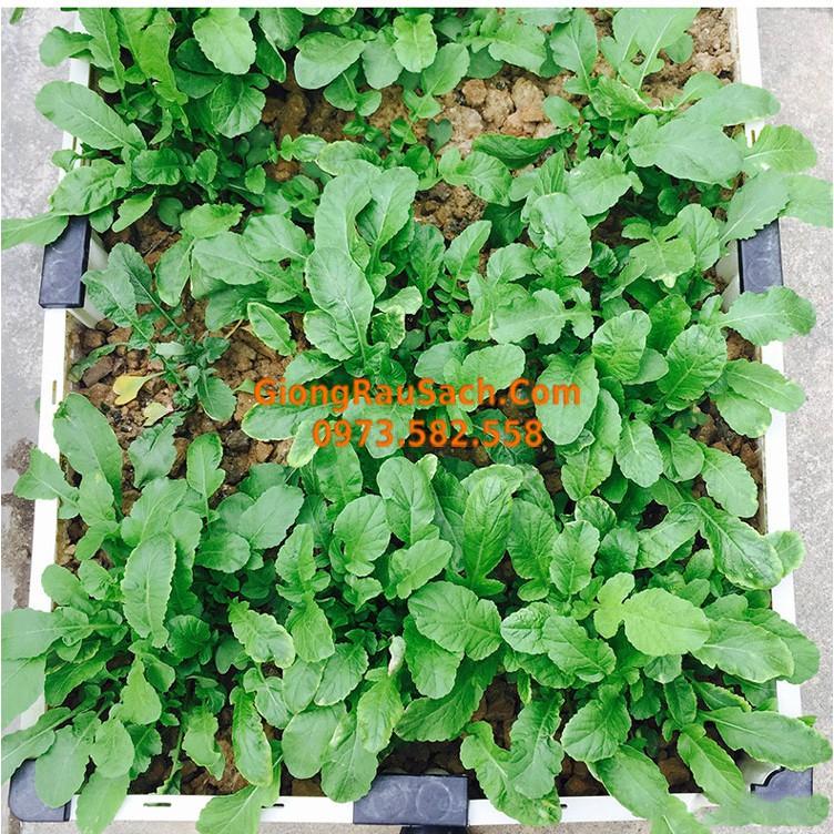 Luống Ghép Thông Minh Trồng Rau Sạch Tại Nhà 300x100x22cm