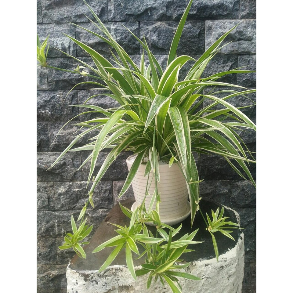 Chậu cỏ nhện