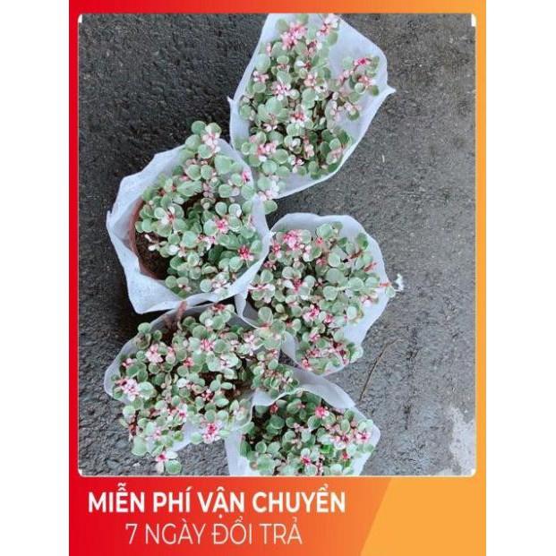 Đô La Hồng Nhiều Người Mua