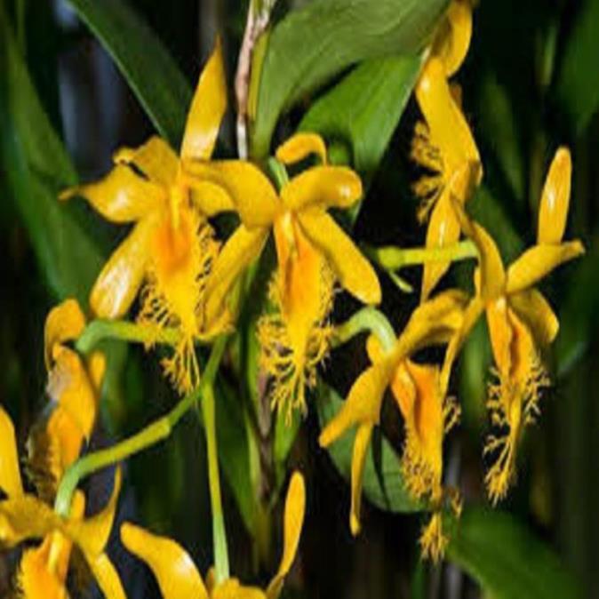 Hoa lan kiều môi tua