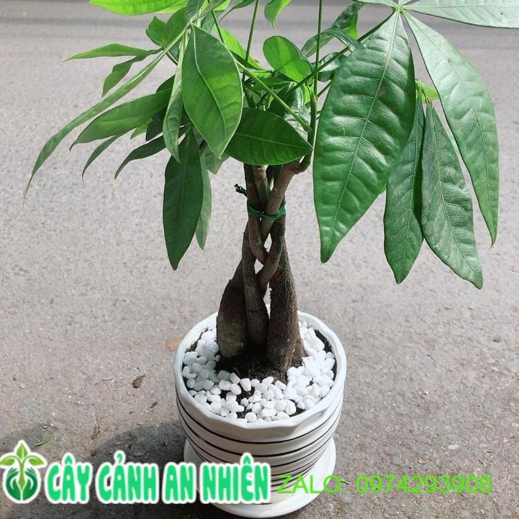 Chậu Cây Kim Ngân Thắt Bính