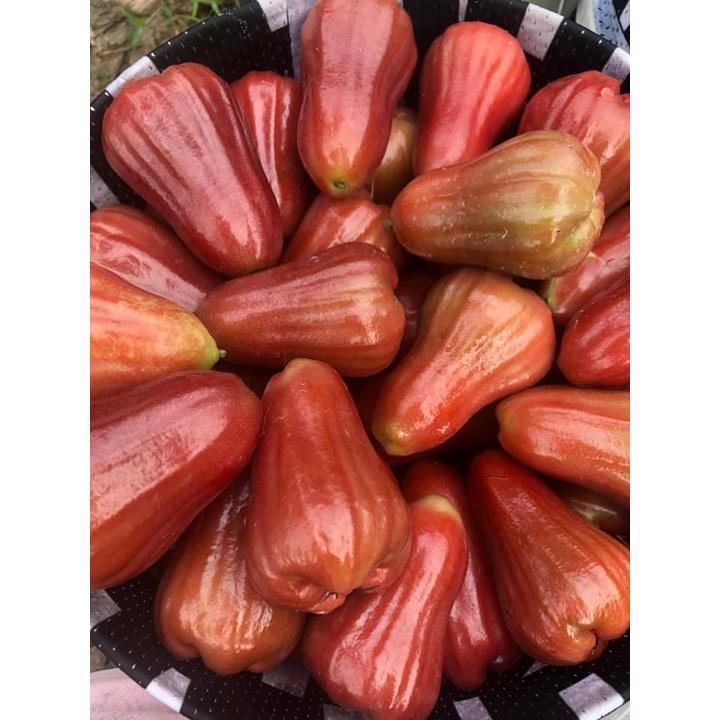 Cây giống roi đỏ