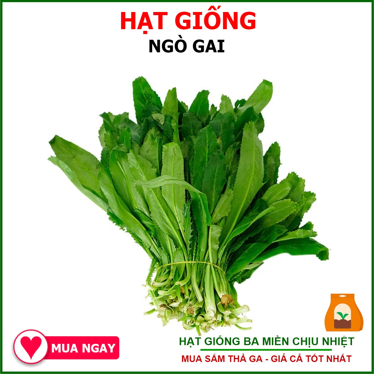 Hạt Giống Ngò Gai - 100 Hạt