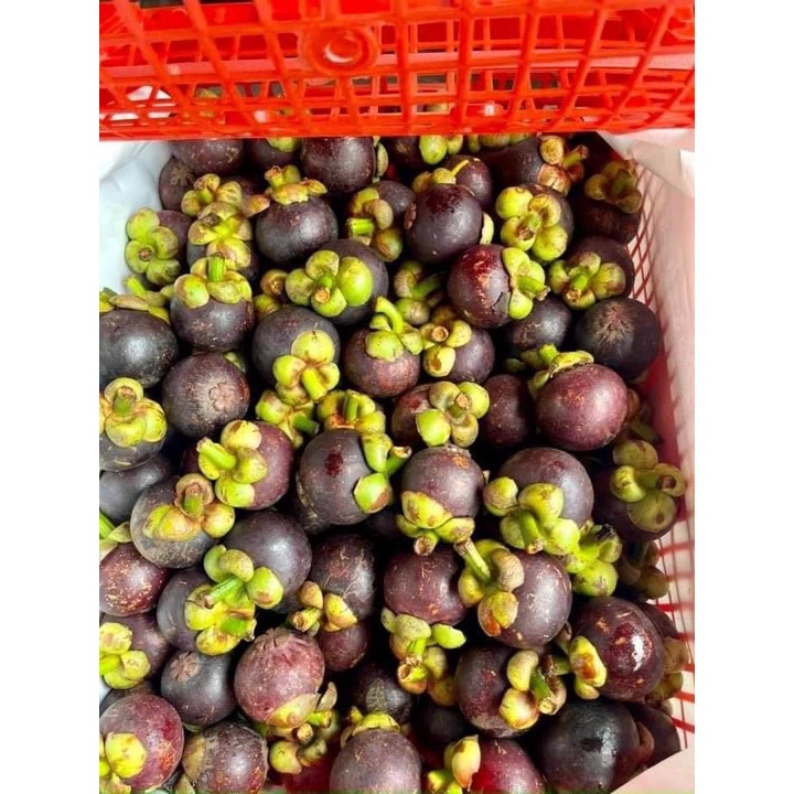 Cây Giống Măng Cụt Cây To Giống Chuẩn