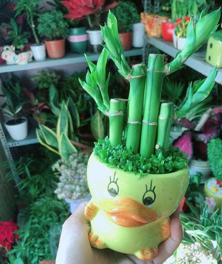 Chậu Trúc Phát Tài