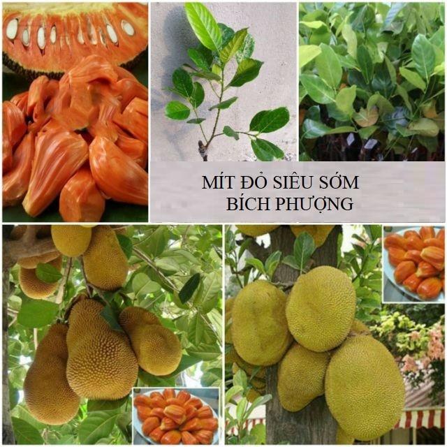 CÂY GIỐNG MÍT RUỘT ĐỎ - THƠM NGON - SIÊU TRÁI - CHUẨN HÀNG GIỐNG CÂY F1
