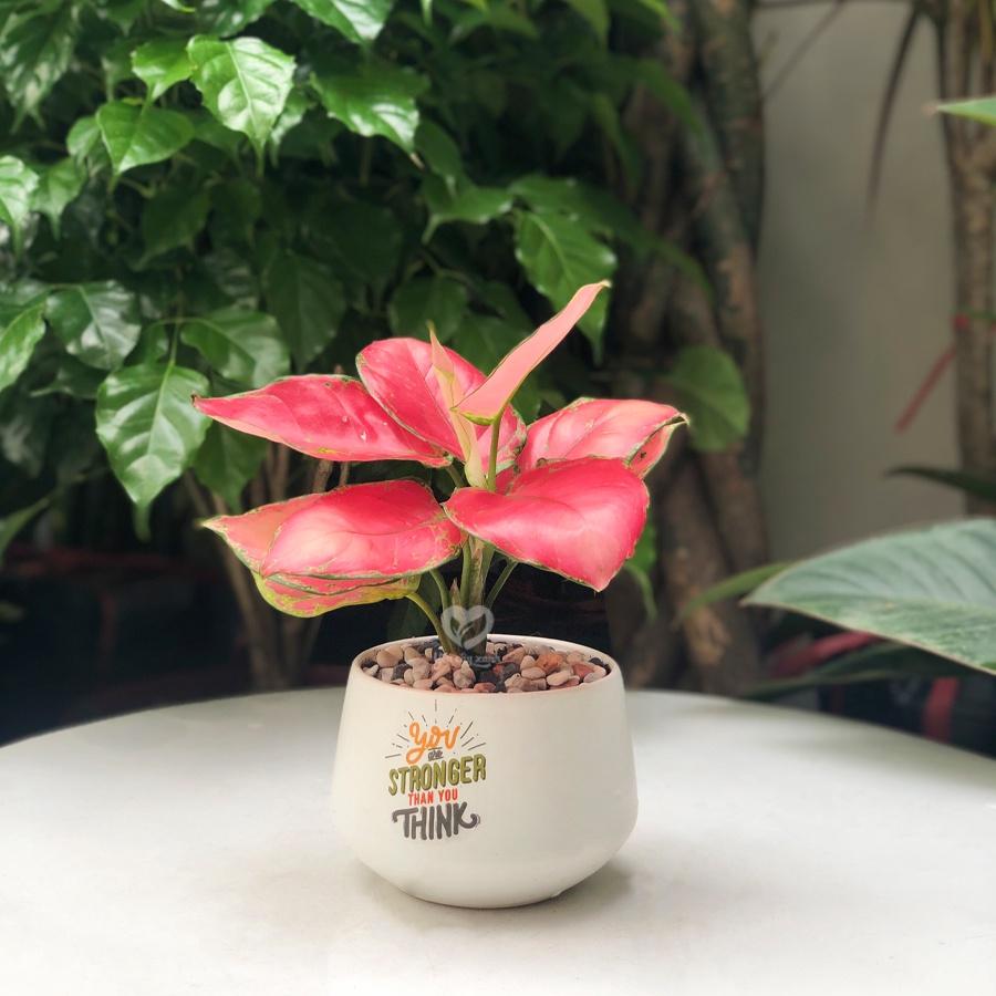 Cây Vạn Lộc Đỏ - Cây Hồng Lộc